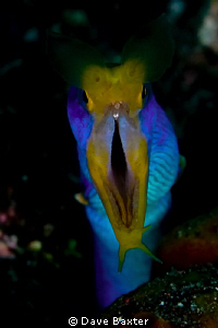 say ahhhhh by Dave Baxter 
